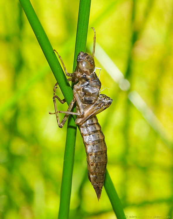 Esuvie di Libellula - Aeshna cyanea